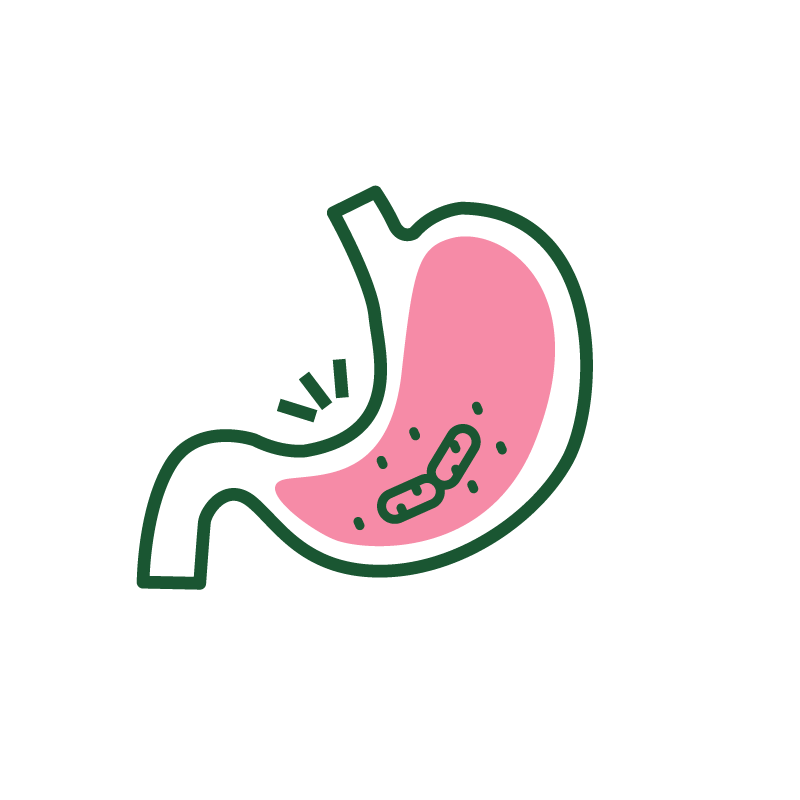 digestive track illustration